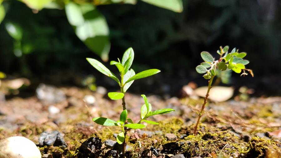 Profiter de la vie sans mauvaises herbes : 5 conseils pour lutter contre les envahisseurs récalcitrants