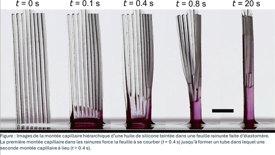 A l’ULB, un transport de fluide inspiré du colibri !