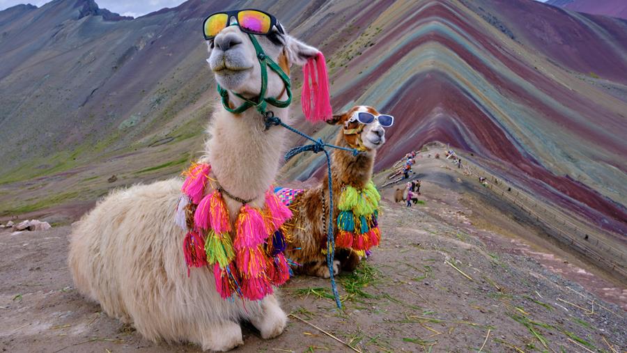 Des anticorps de lamas... pour mieux lutter contre les coronavirus