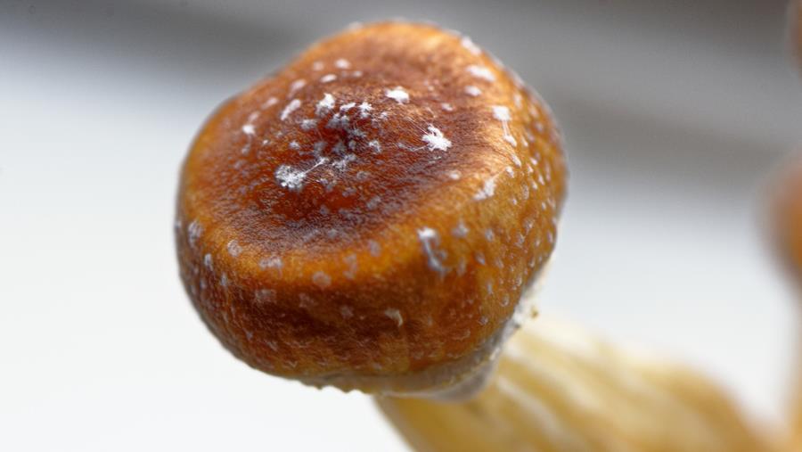 La Nouvelle-Zélande autorise l'usage médical des champignons hallucinogènes