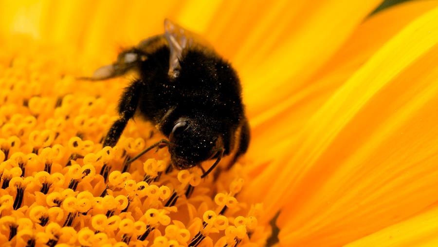 Le Conseil constitutionnel français invalide la réintroduction de l’acétamipride (loi Duplomb)